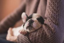 Napping puppy rests in her owner's arm