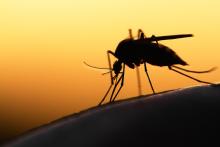 A silhouette of a mosquito about to bite against golden background