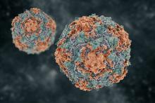 3D Model of Hepatitis B virus