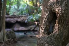 A hole in a tree trunk.