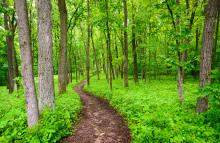 A path through a forest.