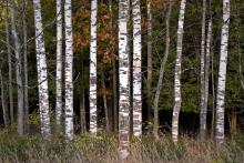Birch trees in the fall