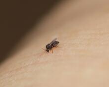 A macro shot of a tiny biting midge feeding on the blood of a human