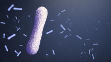 Close up image of Diphtheria bacteria