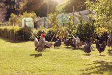 Chickens feeding on the grass in the backyard