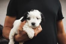 Sleepy puppy rests in his owner's arm