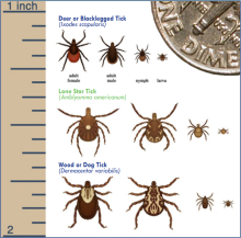 Wisconsin tick size comparison