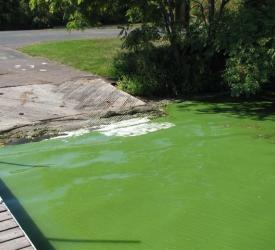 Blue-green algae floating by pier shore.