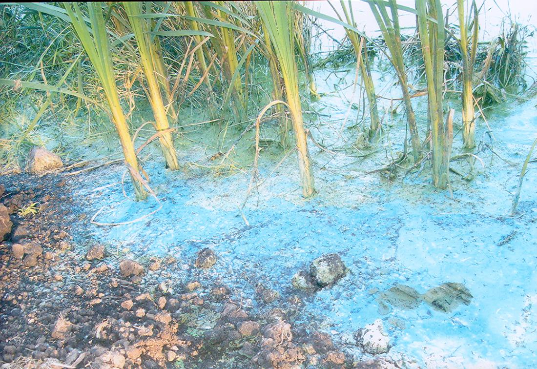 Blue-Green Algae Fox Lake