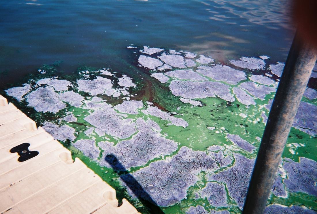 Blue-Green Algae