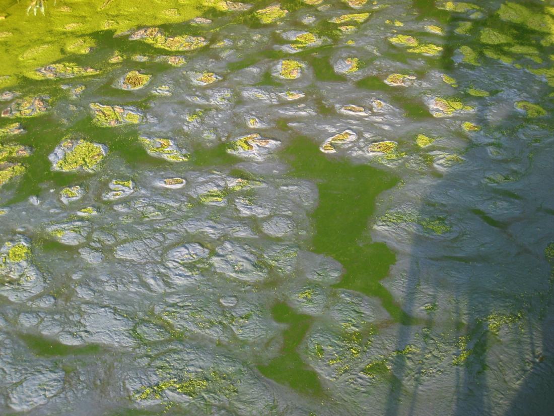 Blue-Green Algae Tainter Lake